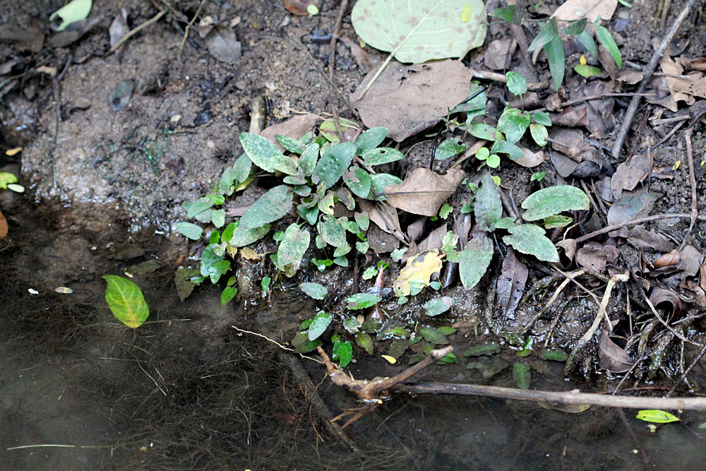 Криптокорина Вендта (Cryptocoryne wendtii). Некоторые листья имеют вариегатную окраску с белыми пятнами.