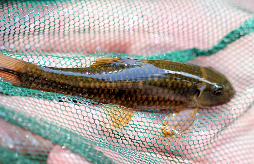 Гарра цейлонская (Garra ceylonensis). Шри-Ланка