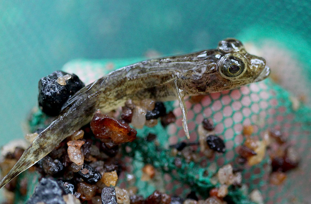 Бычок глоссогобиус Гиуриса (Glossogobius giurus) или Awaous melanocephalus. Шри-Ланка