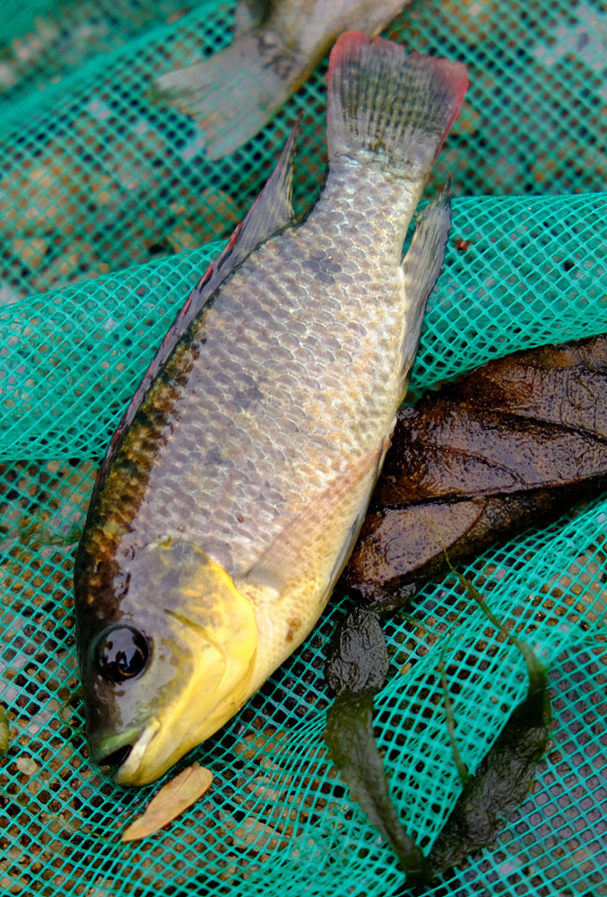 Мозамбикская тиляпия (Oreochromis mossambicus).