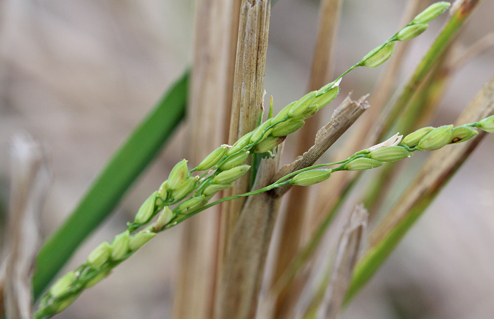 Рис (Oryza sativa) - основная сельскохозяйственная культура на Шри-Ланке. Ни один обед тут не обходится без этого злака. Наш же интерес в плантациях риса в основном сводился в поисках рыбы в многочисленных лужах плантаций.
