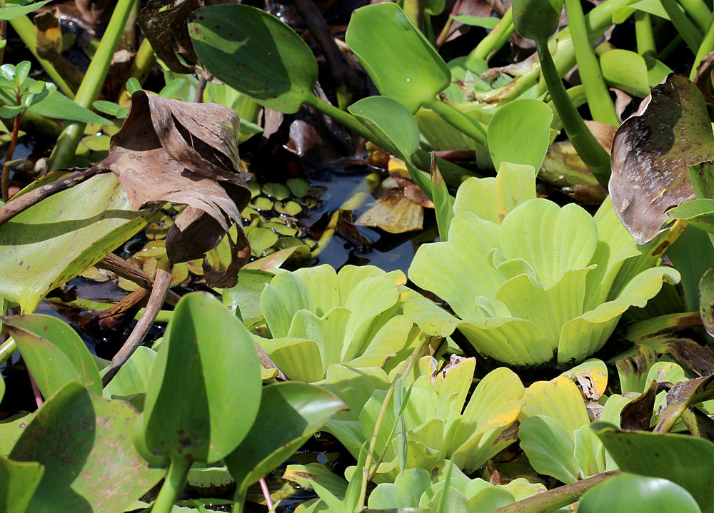 Ароидное растение - пистия телорезовидная (Pistia stratiotes). Dalukkane (Sri Lanka).