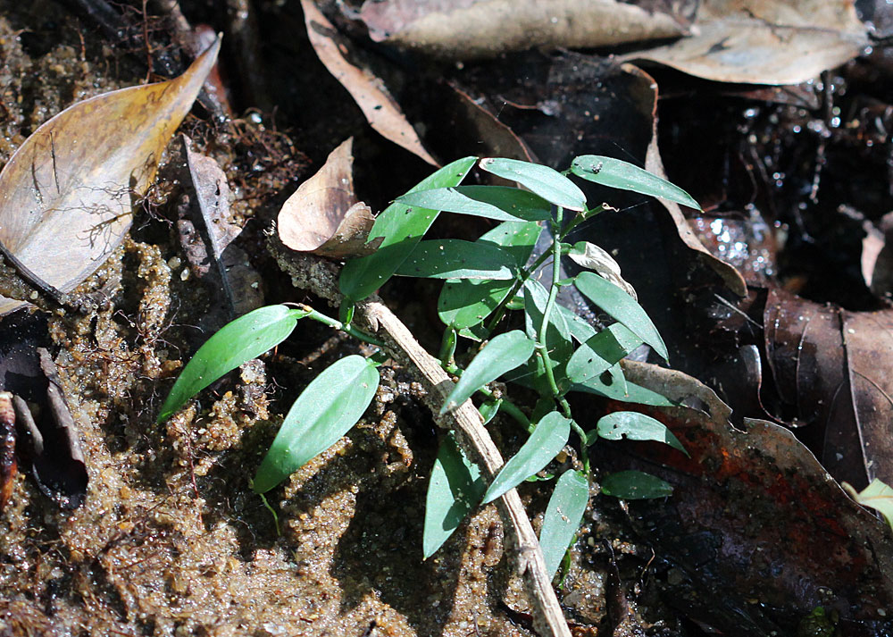 Молодой побег потоса лазящего (Pothos scandens).