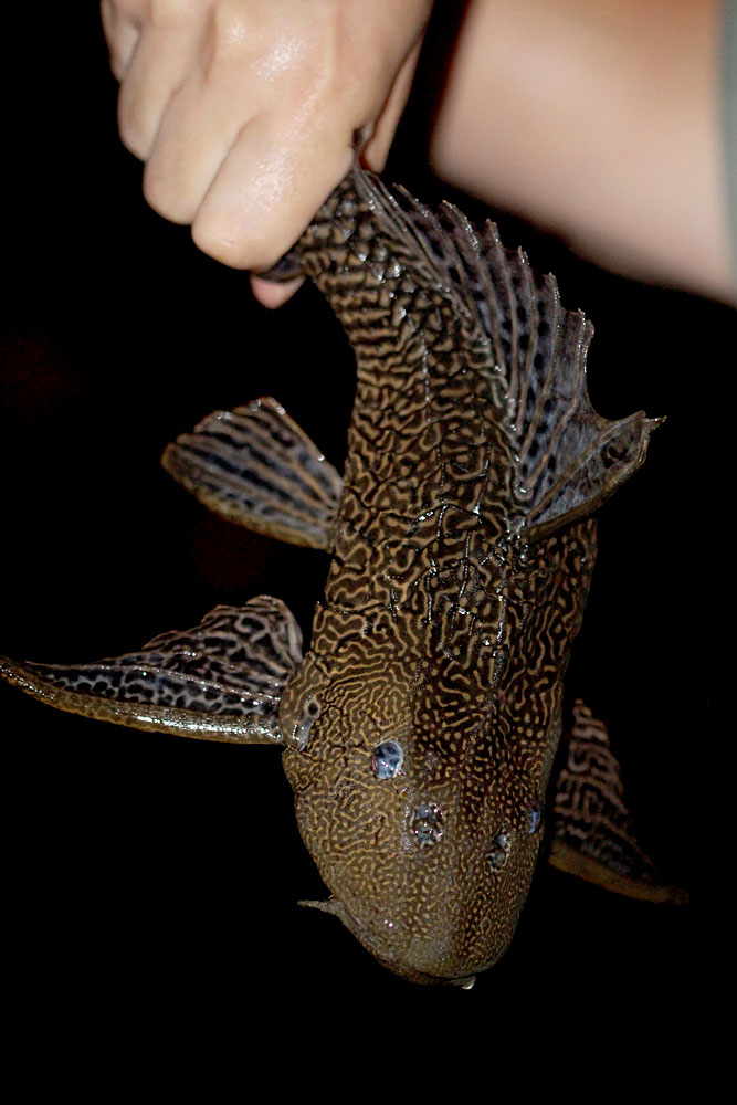 Леопардовый птеригоплихт (Pterygoplichthys pardalis). Складывалось впечатление, что мы не на Шри-Ланке, а на берегах Амазонки.