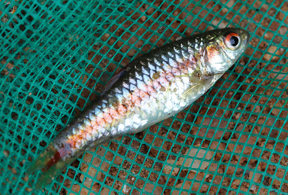 Барбуса двухточечного (Puntius bimaculatus) помимо пятен также отличает проходящая через все тело красная полоса.