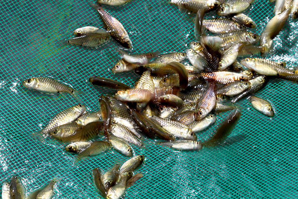 Стая одноштрихового барбуса (Puntius vittatus). Dalukkane, Sri Lanka.