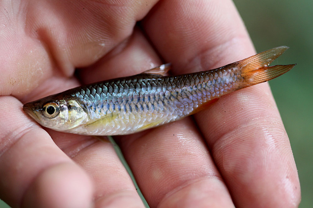 Расбора Вильпита (Rasbora wilpita) встречается почти во всех речках Шри-Ланки. После извлечения из воды, продольная полоса меняет цвет с черного на бирюзовый.