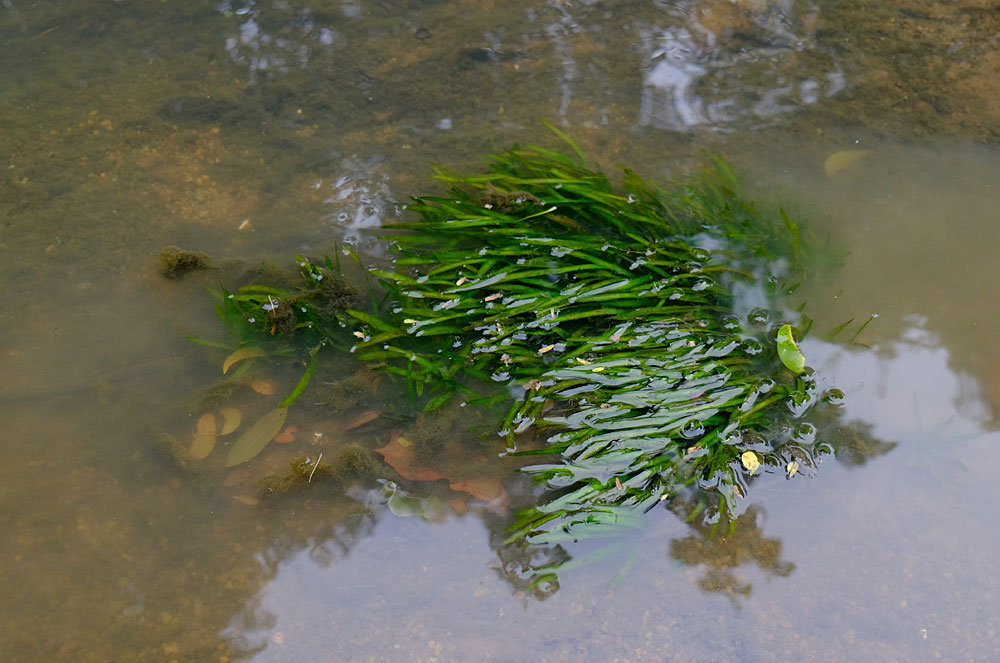 С криптокориной соседствовала валлиснерия (Vallisneria sp.). Шри-Ланка