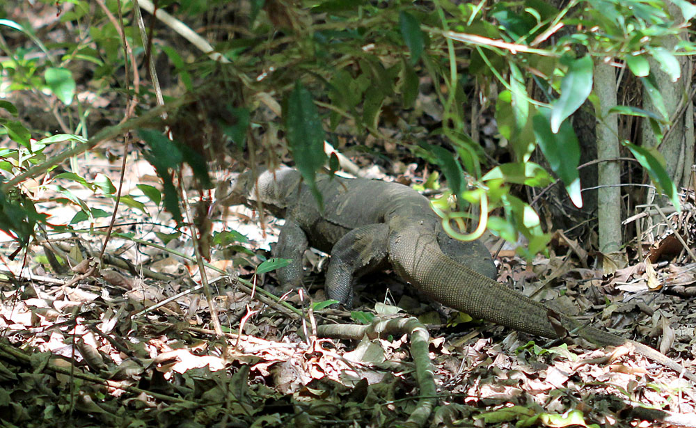 Бенгальский варан (Varnus bengalensis). Небольших подростков этого вида часто можно также встретить вдоль дорог или населенных пунктах. Животные территориальные и ведут постоянную борьбу за места обитания со своими сородичами.