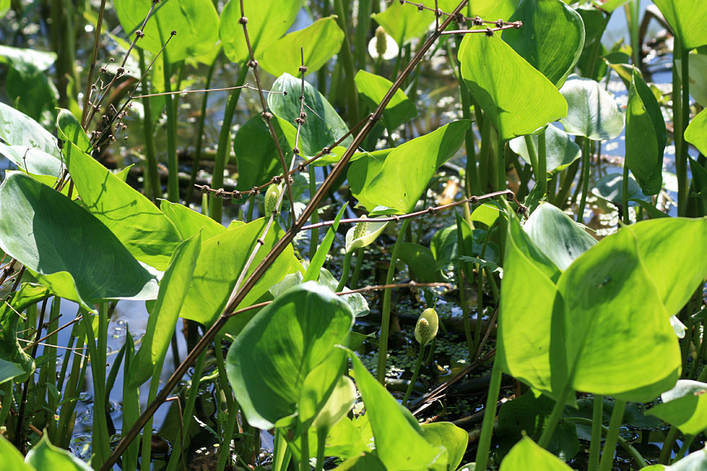 Цветущие экземпляры белокрыльника болотного (Calla palustris). Усадьба Ясенево. Москва
