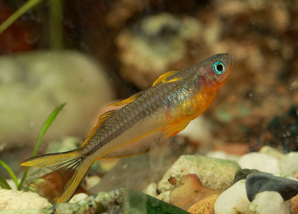 Взрослый самец попондетты (Pseudomugil furcatus) в домашнем аквариуме.