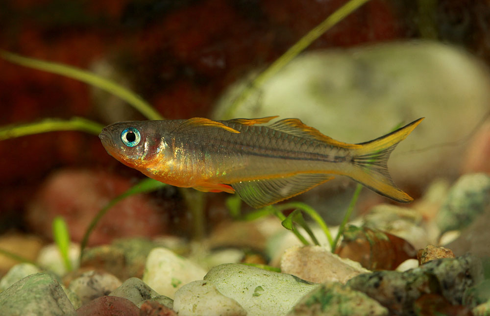 Попондета фурката (Pseudomugil furcatus) - один из ярких представителей некрупных радужниц. Водоемы Папуа-Новой Гвинеи (родина этой рыбки) возможно станут предметом исследования одной из ближайших экспедиций