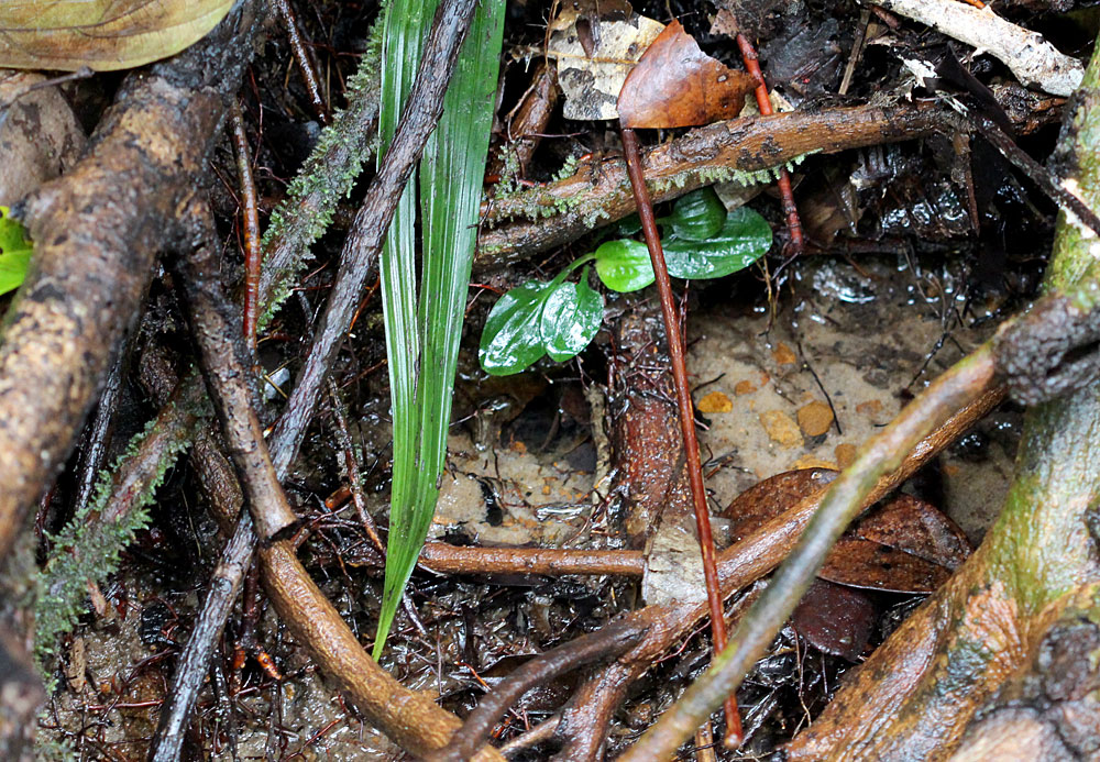 Семенам криптокорины Твейтса (Cryptocoryne thwaitesii) трудно удержаться на ровном грунте, поэтому в итоге они прорастают из самых разнообразных мест, например, из корней деревьев.
