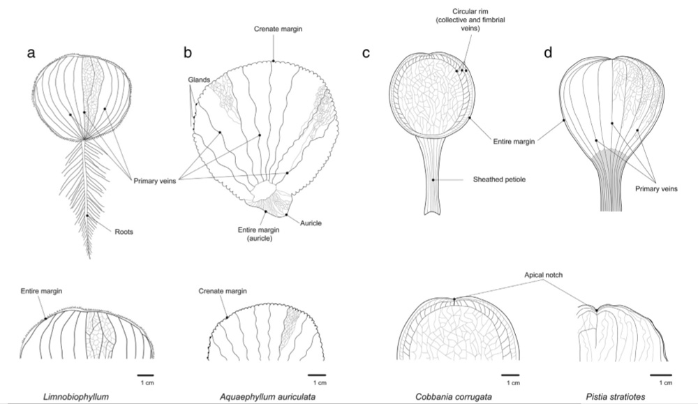 Морфологические различия листьев Pistia stratiotes и ископаемых водоплавающих ароидных Aquaephyllum auriculatum, Limnobiophyllum scutatum и Cobbania corrugata.