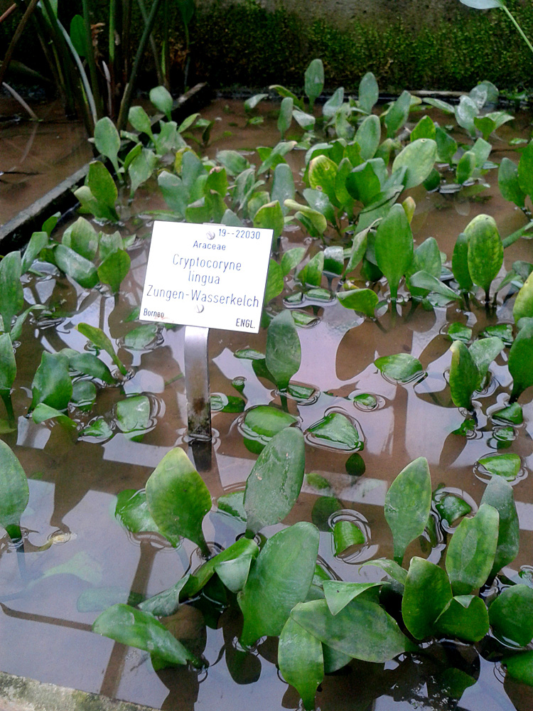 Криптокорина язычковая (Cryptocoryne lingua) является эндемиком Борнео. В отличие от большинства криптокорин Шри-Ланки и Индии, это растение содержать в неволе не так и просто.