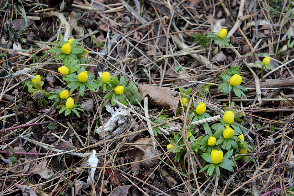 Весенник зимующий (Eranthis hyemalis) - в некотором смысле европейский аналог отечественной мать-и-мачехи (Tussilago farfara). Этот желтый лютик появляется на газонах Германии первым при наступлении весны.