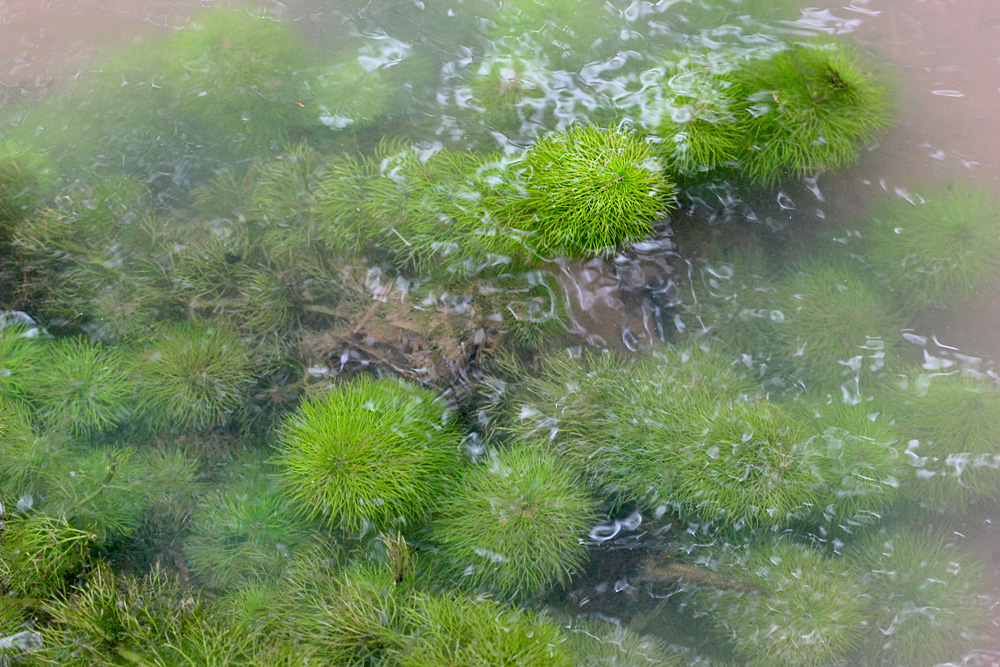 Лимнофила сидячецветковая (Limnophila sessiliflora) широко распространена в реках Юго-Восточной Азии. Кроме того, растение успешно натурализовалась во Флориде (США). На Филиппинах образует плотные заросли на открытых участках рек и автомобильных мостов.