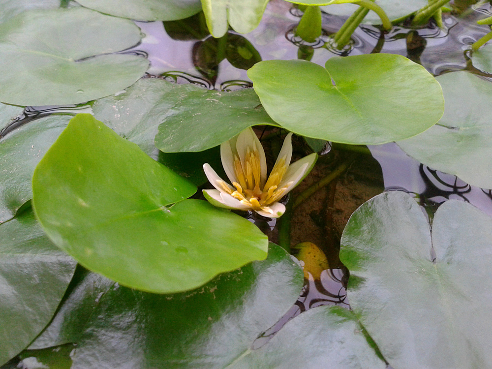 Цветение Нимфеи термальной (Nymphaea thermarum) не очень примечательно. Основным достоинством этого растения являются его небольшие размеры. Это самая маленькая водяная лилия на нашей планете.
