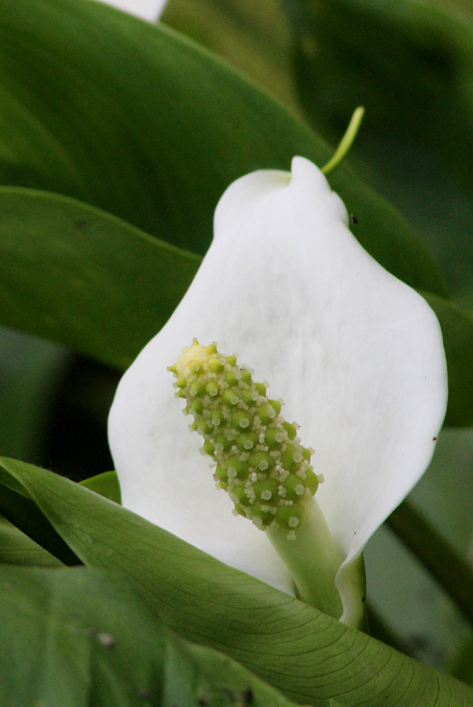 Соцветие Белокрыльника болотного (Calla palustris) в стадии созревания пестиков (Female anthesis).