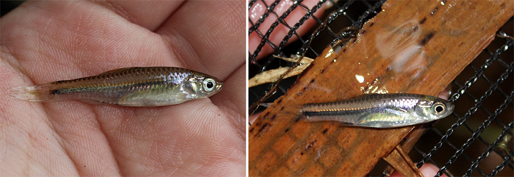 Для расборы тэйтэйенской (Rasbora taytayensis) характерна темная полоса вдоль боковой линии тела. Рыба является эндемиком острова Палаван и названа в честь населенного пункта Тэй тэй, расположенного в 40 км южнее от места нашей находки.