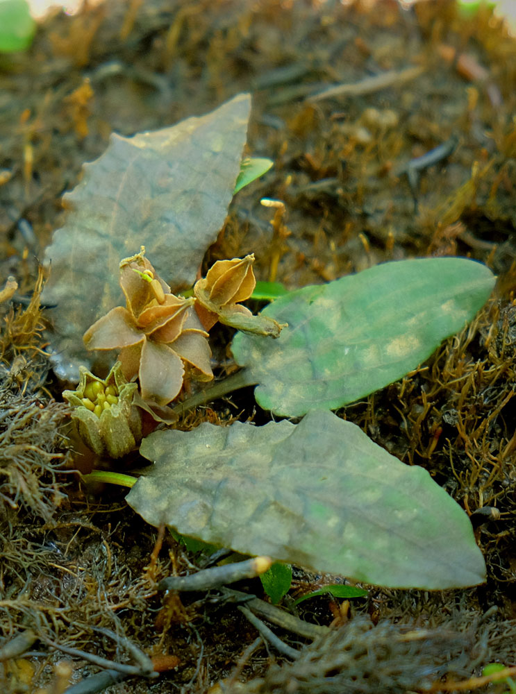 Cryptocoryne beckettii с плодами.