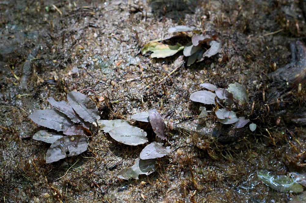 Криптокорина Беккета (Cryptocoryne beckettii) удивляет разнообразием своей окраски: пурпурная…