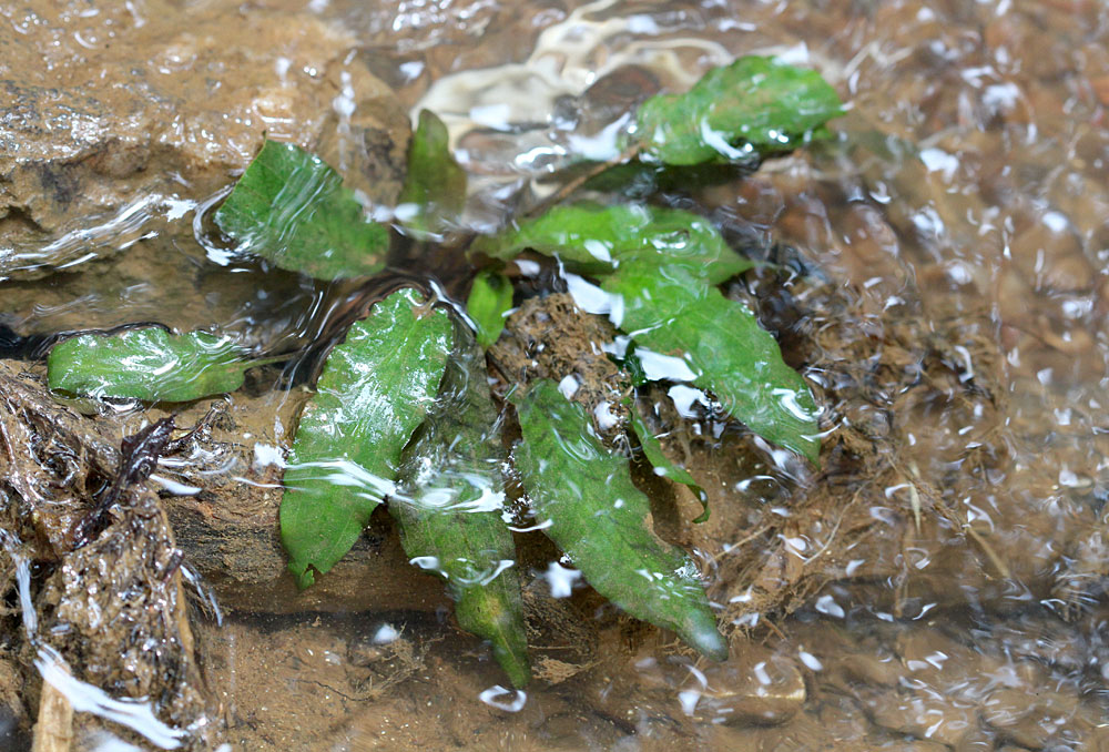 Субмерсная культура неизвестной криптокорины (Cryptocoryne sp.), Махавели Ганга, Канди.