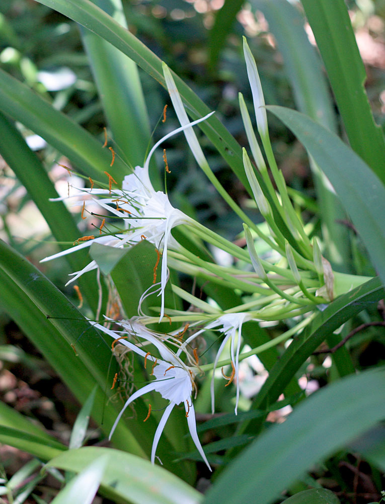 …и гименокаллис прибрежный (Hymenocallis littoralis).