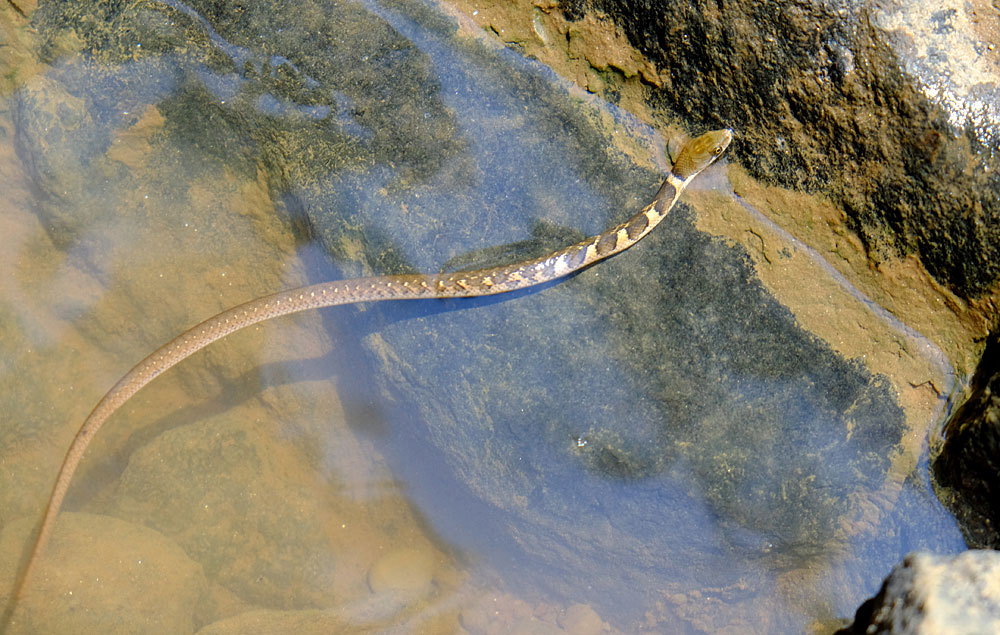Ужи Xenochrophis asperrimus являются эндемиками Шри-Ланки.