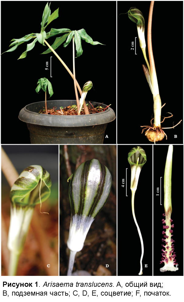 Аризема просвечивающая (Arisaema translucens). Иллюстрация из статьи индийских авторов, которые смогли найти это растение спустя 84 года после его открытия.