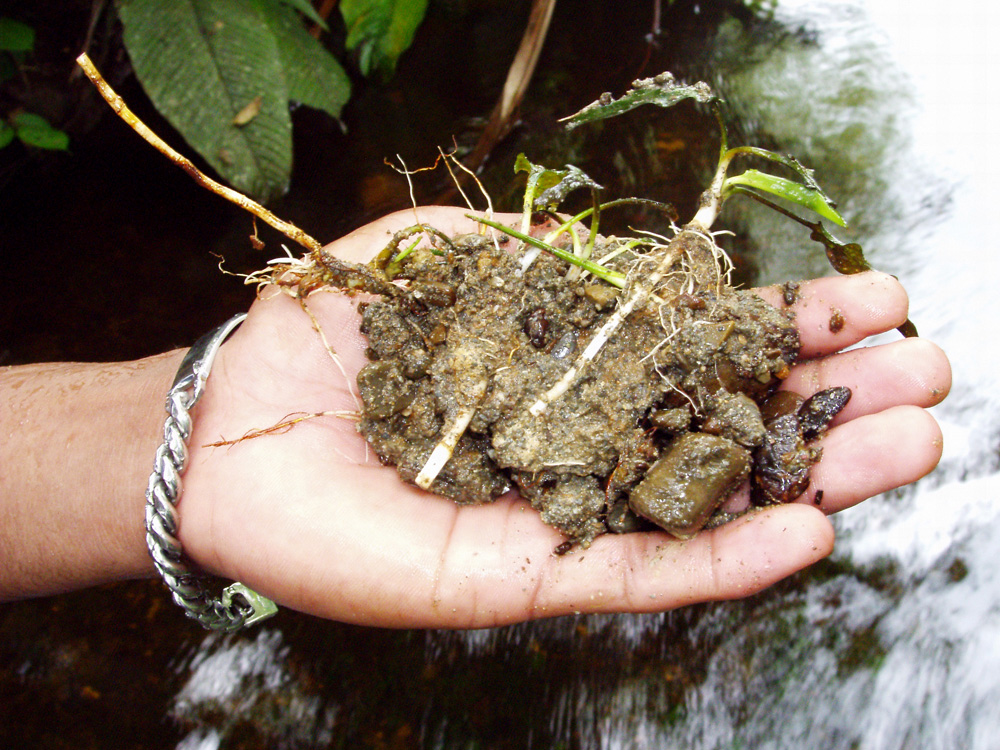 Корни криптокорины Верштега (Cryptocoryne versteegii var. jayaensis) уходят глубоко в субстрат, состоящий из песка, глины и гальки. Извлечь криптокорину из такого грунта невредимой практически невозможно.