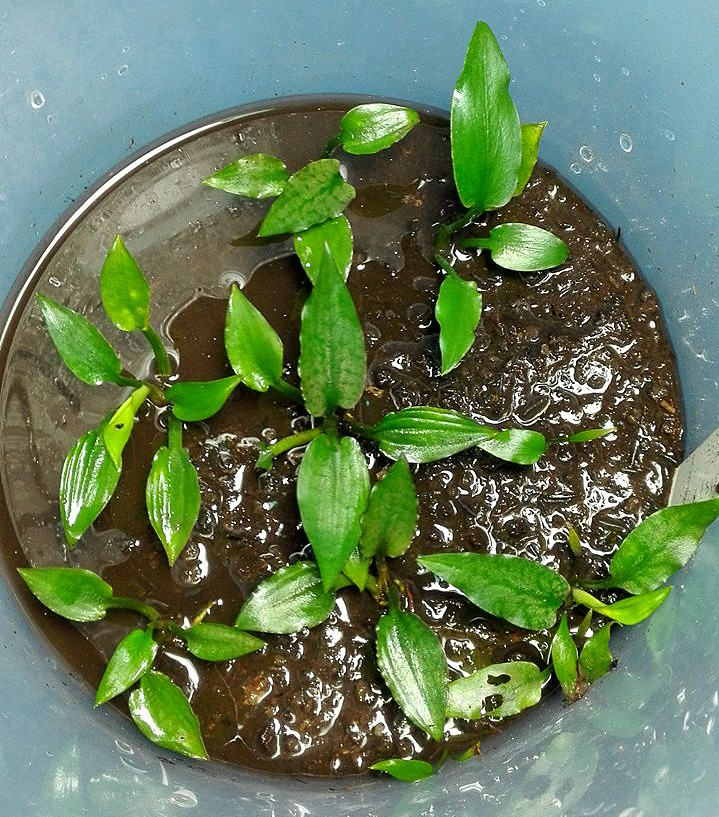 Молодые растения криптокорины королевской (Cryptocoryne reginae) напоминают другую уроженку Калимантана - криптокорину ржавую (Cryptocoryne ferruginea). Молодые растения криптокорины королевской (Cryptocoryne reginae) напоминают другую уроженку Калимантана - криптокорину ржавую (Cryptocoryne ferruginea).