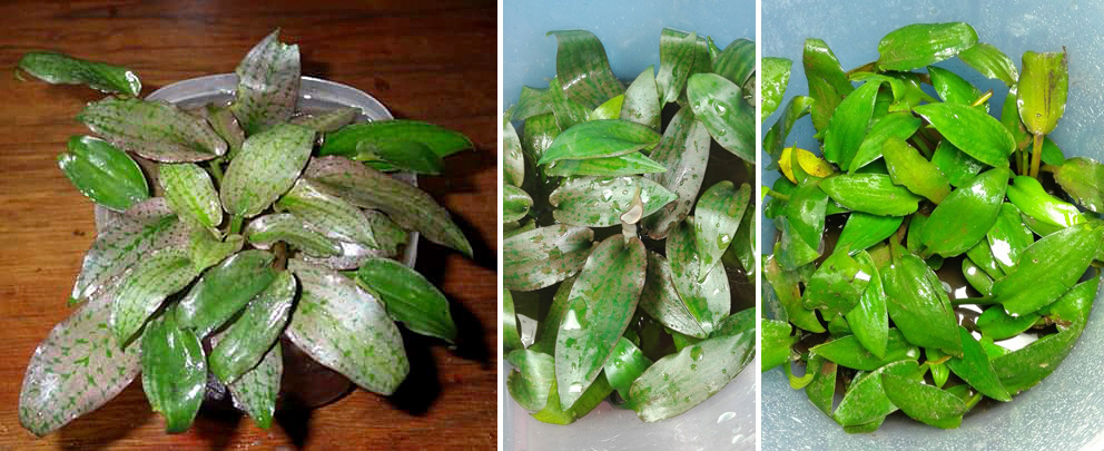 Окраска листьев криптокорины королевской (Cryptocoryne reginae) значительно варьируется в зависимости от места обитания. В частности, на зеленой форме мраморная окраска может практически отсутствовать, из-за это растение легко спутать с другими криптокоринами, например, криптокориной Верштега (Cryptocoryne versteegii var. versteegii). На данной фотографии все три представленные формы относятся к одному и тому же виду - криптокорине королевской.