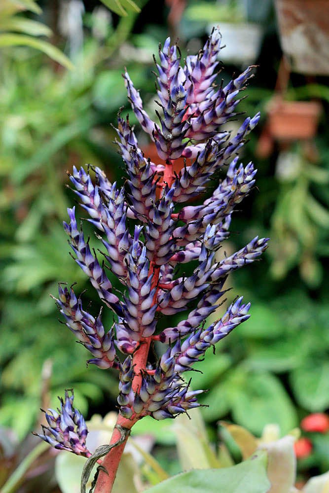 Яркий представитель бромелиевых - Эхмея (Aechmea sp.).