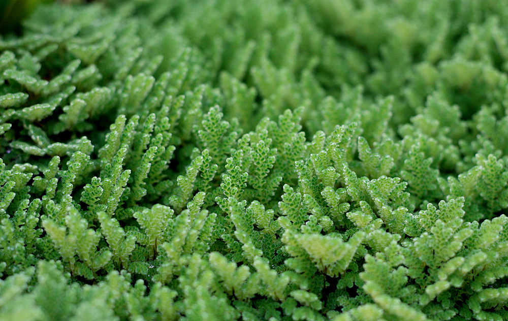 Азолла (Azolla sp.) является папоротником, и поэтому точно установить ее видовую принадлежность не просто. Скорее всего, это либо Азолла папоротниковидная (Azolla filiculoides), либо Азолла каролинская (Azolla caroliniana).