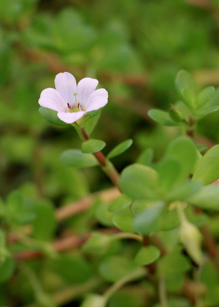 Цветение Бакопы Монье (Bacopa monnieri) в надводной культуре. Ботанический сад ННГУ им. Лобачевского, Нижний Новгород.