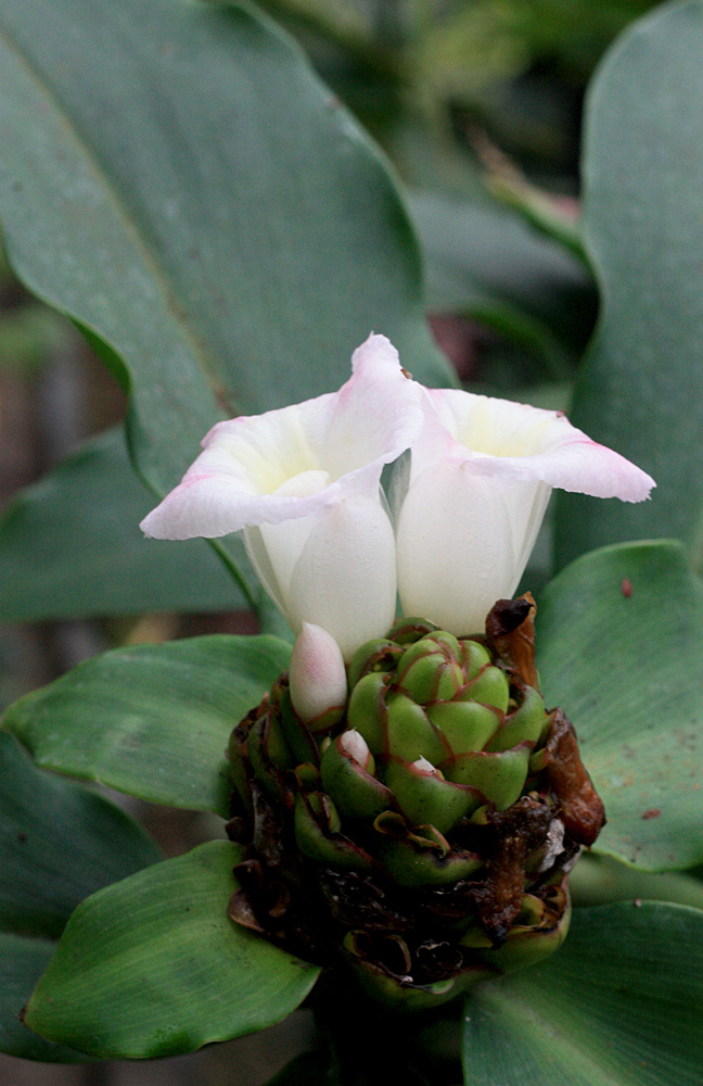 Костус прекрасный (Costus speciosus). Соцветия напоминают шишку.