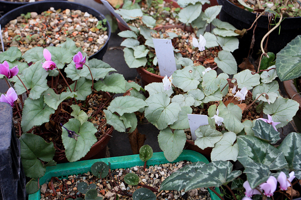 Фрагмент коллекции цикламенов (Cyclamen). Коллекция расположена в неотапливаемой теплице.