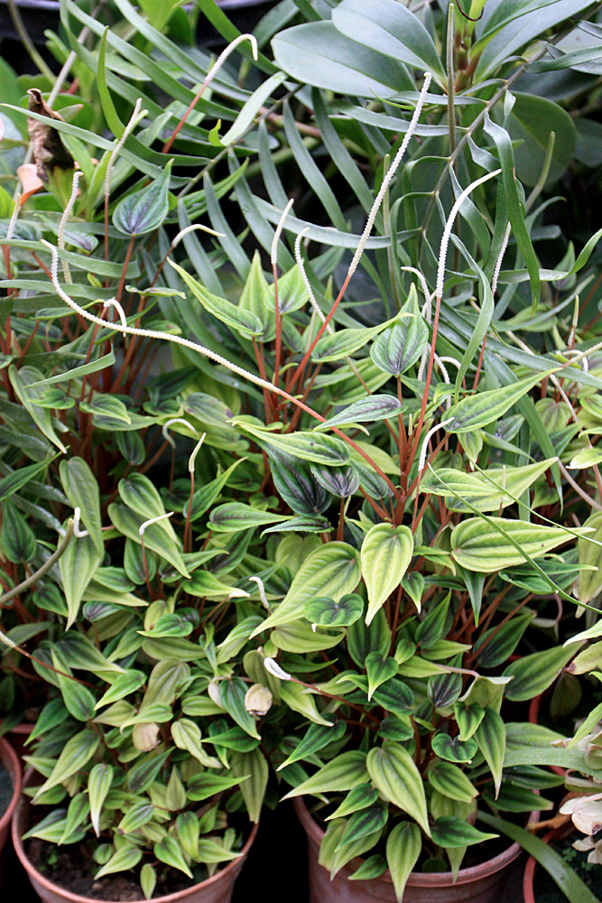 Пеперомия (Peperomia sp.) - еще один яркий представитель декоративнолиственных растений. Возможно, представленный экземпляр является родственником Peperomia caperata.