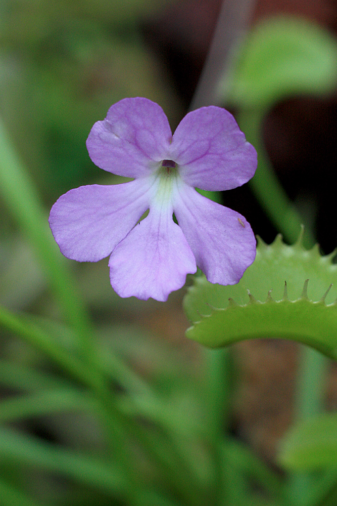 Жирянка обыкновенная (Pinguicula vulgaris). Насекомоядное растение умеренного климата.