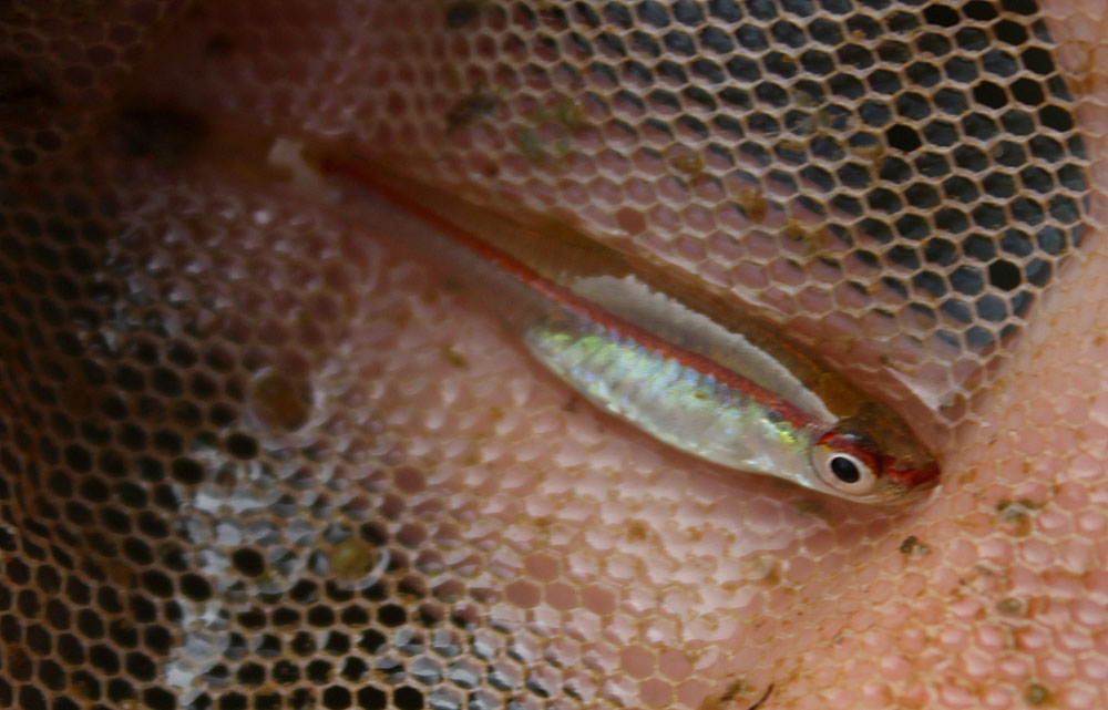 Краснополосая расбора (Rasbora pauciperforata) давно известна российским аквариумистам, однако в природе эта рыбка встретилась нам впервые.