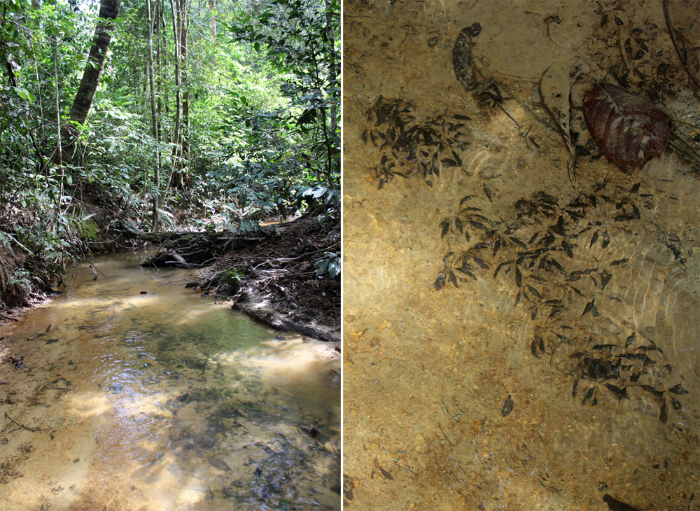 Биотоп криптокорины Нура (Cryptocoryne nurii var. nurii). Mersing, Johor, Malaysia.