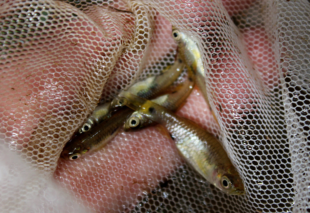 Малек расборы элегантной (Rasbora elegans). Мальки рыб сильно запутывают определение видов пойманных рыб. Первоначально мы вообще полагали, что это какой-то новый вид, который в реках Малайзии мы еще не ловили. И лишь непропорционально большие глаза этих рыбок вызвали подозрения, что возможно перед нами мальки уже известной нам рыбы.