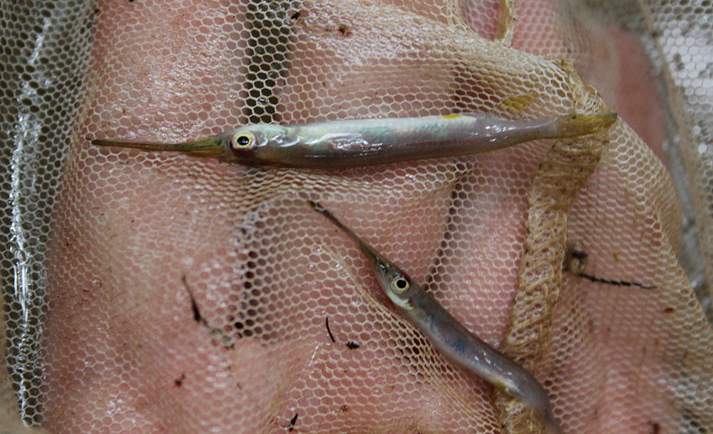 Хемирамфодон (Hemirhamphodon pogonognathus). Является ближайшим родственником других полурылов - дермогенисов (Dermogenus). Отличительным признаком хемирамфодонов является темная полоса вдоль боковой линии тела. Kota Tinggi, Johor, Peninsula Malaysia.