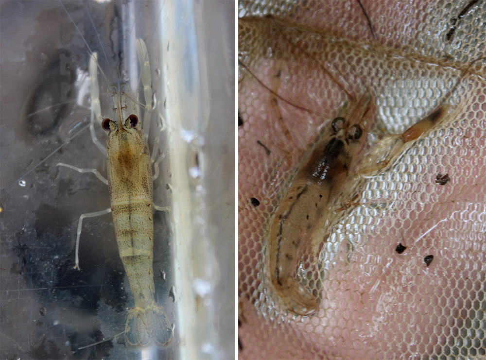 Макробрахиомы (Macrobrachium sp.) ручья рекреационного парка Кота Тингги.