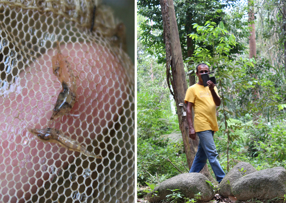 В отличие от работников парка креветки (Neocaridina sp.) практически незаметны как в воде, так и в сачке.