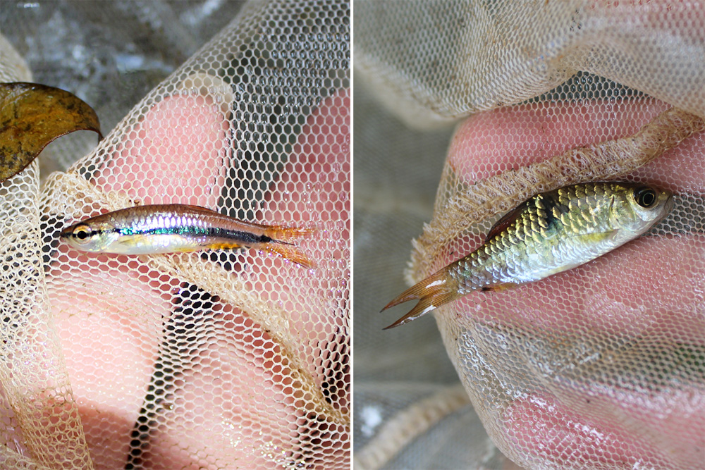 Расбора Эйнтховена (Rasbora einthoveni) и двухточечный барбус (Barbus binotatus) - первые в улове.