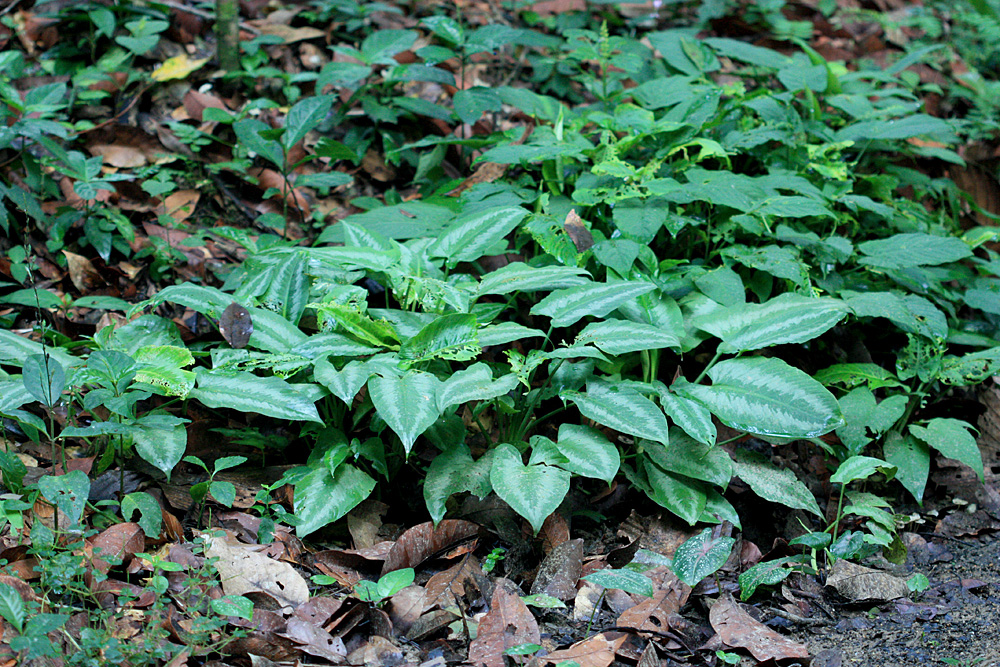 Шизматоглоттис сердцелистный (Schismatoglottis cordifolia). В систематике малазийских видов этих растений в настоящий момент присутствует некоторая неразбериха. В частности, когда-то широко распространенный в этих краях шизматоглоттис шляпковидный (Schismatoglottis calyptrata), как оказывается, в материковой Малайзии не растет. Поэтому ботаники иногда приписывают названия растений по остаточному принципу, что вроде как один вид тут не растет, зато в каком-то далеком году в этих местах был собран гербарий с другим названием, значит это этот вид и есть.