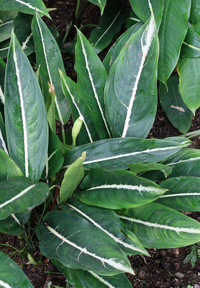 Аглаонема ребристая (Aglaonema costatum f. maculatum) притягивает к себе взгляды своими ярко-белыми центральными жилками.