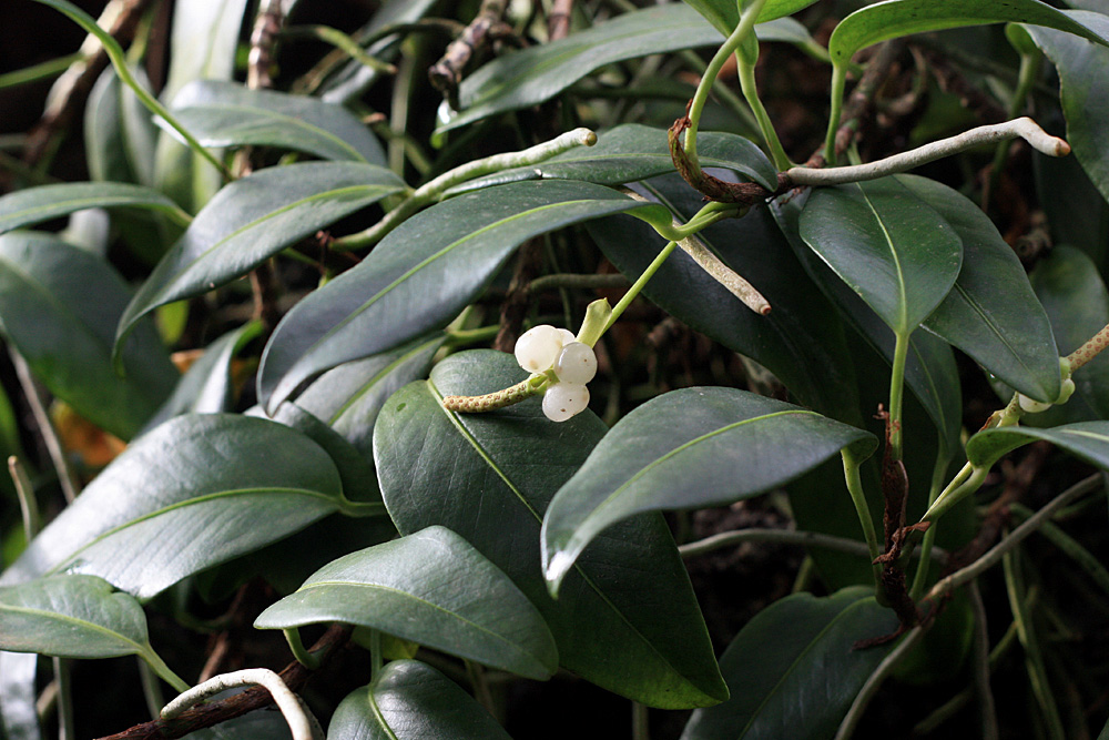 Антуриум лазающий (Anthurium scandens) - тоже эпифит, но уже растет почему-то в экспозиции растений семейства Бромелиевые (Bromeliaceae).